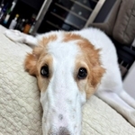 飼い主さんを見つめるお顔がキュートなラムくん（画像提供：ベル ラム ボルゾイさん）