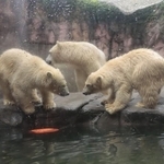 見合って見合って…