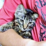 生後4カ月の頃。短毛だったたまちゃん（画像提供：ハナちゃん）