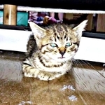 生後1カ月半、保護当初のしらすちゃん（画像提供：硝子さん）