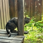 隣の空き家が取り壊しになるため保護を決意（おすよさん提供、写真は自宅縁側にて）