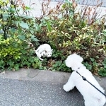 散歩中、茂みにいるてまりくんをみつけたらふくん（画像提供：てまり らふ ビスコさん）