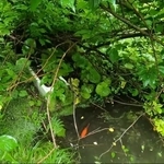 隣家の裏の小さな池で十数年ひとりぼっちで生き続けていた金魚／投稿主さん提供