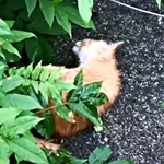 草むらで倒れていたミックくん（画像提供：ミックという猫さん）