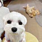 犬猫らしさにクスッ！ （奥）きーすけくん、（手前）ポッケちゃん（画像提供：ポッケちゃん）