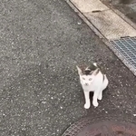 普段は威嚇して近づかない野良猫が、その日はめぐりさんに「助けて」と言わんばかりに話しかけてきた（湯楽めぐりさん提供、Xよりキャプチャ撮影）