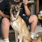 高速道路で脱走したモモちゃん。事故に遭うことなく無事に家族のもとへ