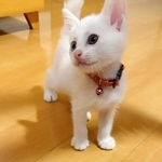 “液体猫”MINTさんは冒険心にあふれてます（「Kamui_310」さん提供）