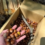 拾い集めた大量のドングリ（画像提供：えねるさん）
