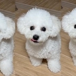 表情豊かなアポちゃんにフォロワーはくぎ付けです♡（あぽちぃさん提供）