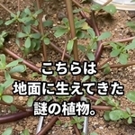 庭で発見した