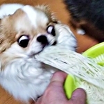 素麺にパクつく玉緒ちゃん。真剣な表情が話題に（画像提供：えちごやとちわわさん）