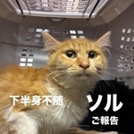 ソルと名付けられた猫さん。現在もシェルターで療養を続けているという（「ねころび」さん提供、Instagramよりキャプチャ撮影）