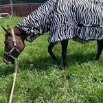 虫よけ対策でシマウマ模様のカバーをかけられる馬：岡山乗馬倶楽部