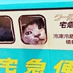 段ボールカーから顔をのぞかせる空くん。この後、衝撃の展開にーー（画像提供：kurokoさん）