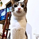 胸元がハート型になった睦月さん（画像提供：かわいい睦月さんとくるみさん）