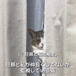 窓際の猫ベッドからじっとこちらを見つめる猫のくるみちゃん（ましゅくるさん提供、Instagramよりキャプチャ撮影）