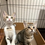 保護された推定3カ月のキジ猫2匹。「他の柄の子がいい」と言われたという（れんげさん提供）
