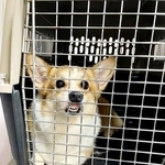 サロンでムキ顔になった神楽ちゃん（画像提供：コーギーの神楽さん）