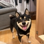 お散歩から帰宅してご機嫌なごまちゃん（画像提供：豆柴ごま娘さん）