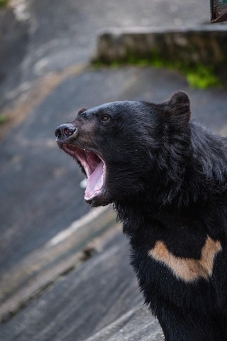 熊肉食の体験談が話題に