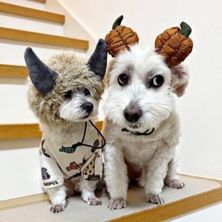 ハロウィンの仮装練習をする（左から）マルくん、プクくん（画像提供：プクマルさん）