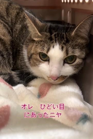 おしっこをかけられたリオくん。びっくりしたね…（ハッピー アニマルクラブさん提供、Instagramよりキャプチャ撮影）