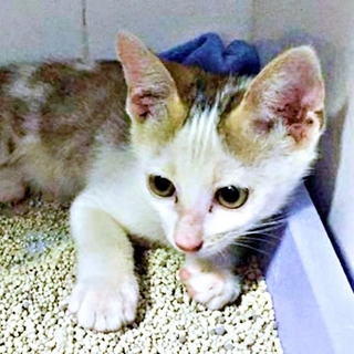 ベトナムの病院で保護されたマルちゃん（画像提供：越南猫の日本暮らしさん）