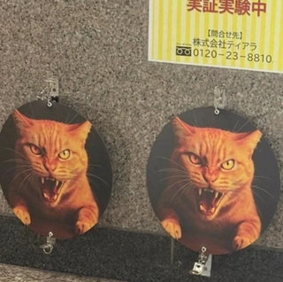 この実験、果たして効果のほどは…　※画像は一部トリミング