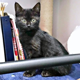 保護後、警戒心MAXだったおはぎちゃん（画像提供：黒猫おはぎ 林遊眠@劇団ショウダウンさん）