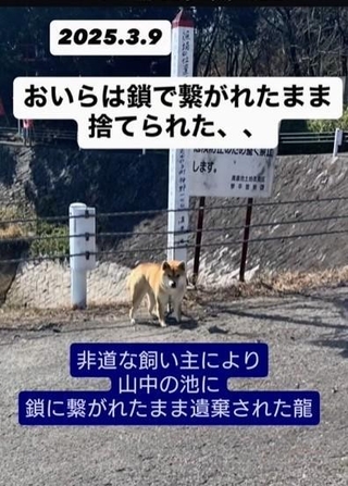 山中の池に鎖に繋がれたまま遺棄された龍くん（meguさん提供、Instagramよりキャプチャ撮影）
