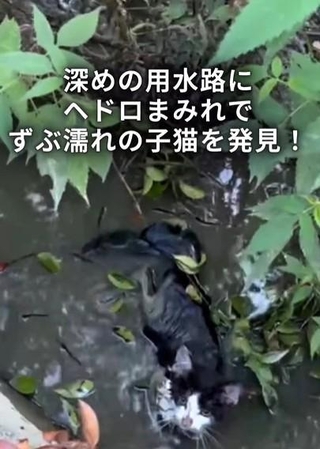 深めの用水路にヘドロまみれでずぶ濡れの子猫を発見！