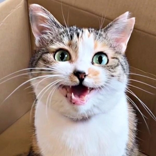 地域猫だったネネちゃん。保護時のかたい表情から変化してーー（画像提供：パステル三毛猫_ネネさん）