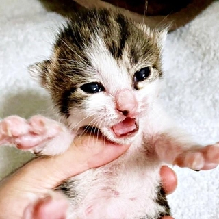 目が開いたかぢめくん。1歳になった現在の姿はーー（画像提供：かさねさん）