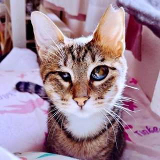 生まれつき片目が小眼球のあんずちゃ（画像提供：アシメEYEあんずさん）