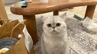 ゴハンを待つ、しんぞうちゃん（画像提供：本物の外科医（北原 大翔）さん）