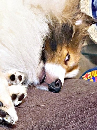 監視と睡魔ーーせめぎ合うガビちゃんの表情に注目（画像提供：ベア&ルチェ&ガビ（まゆ）さん）