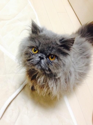 甘えん坊で人懐っこい性格だった、わたあめくん