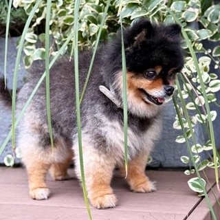 散歩中、突然、かくれんぼをはじめたたろ吉ちゃん（画像提供：たろ吉（メスのポメ）の飼い主さん）