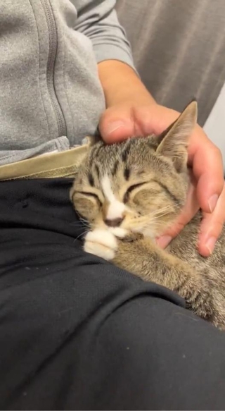 注射、頑張ったニャ～（動画よりキャプチャ、画像提供：むぎときびさん）