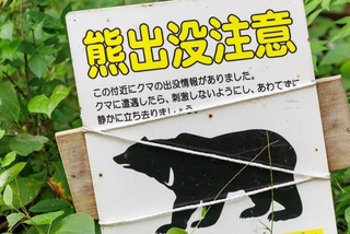 6割以上が「害獣の目撃情報や被害が増えたと感じる」　※画像はイメージです（d3_plus/stock.adobe.com）