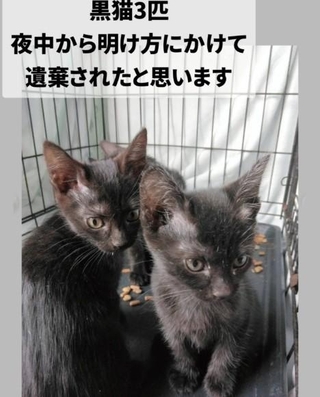 遺棄されたのは、黒猫3匹（「寝屋川さくらねこの会」さん提供、Instagramよりキャプチャ撮影）