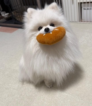 おもちゃを見せびらかす、おもちちゃん（画像提供：ポメラニアンのおもちさん）