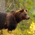 クマのイメージ写真（Antonioguillem/stock.adobe.com）