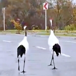 車道を歩く鶴。車が来ても悠々と歩いています（画像提供：マルピギアさん）