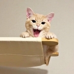 撮ったはずの茶トラ子猫が…消えた？「光学迷彩ちゃん」透明写真に2.9万いいね「心がきれいな人にしか見えないです」