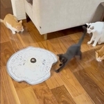 紐をキャッチした乃愛ちゃん。次の瞬間、驚きの行動に！（画像提供：桃丸さん）