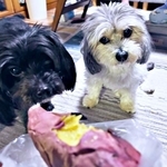 「誰か食べた？」 焼き芋を前に首をかしげる犬→決定的証拠つきのすっとぼけ顔が大反響　「これはかわいすぎ」「犯人バレバレ」