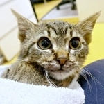 退院して家での暮らしを始めたねずくん（画像提供：ねこズとにぼしさん）