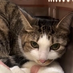 動物病院の待合室で「まさか！」犬による猫の被害に飼い主の謝罪なし「犬は悪くない、責任は人にある」